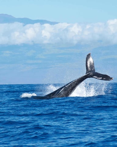 Humpback whale breaching in ocean with mountains visible on horizon