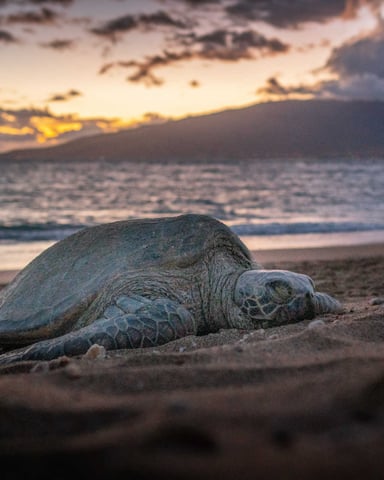 Sea turtle resting on dark sand beach at sunset with ocean and mountains in background