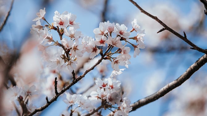 Where to See Cherry Blossoms in Seattle